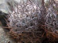 Horridocactus_flocossus_GM_1412.jpg