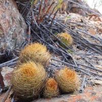 Horridocactus_garaventae_GM_1606.jpg