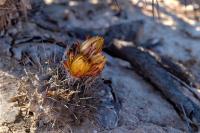Horridocactus_heinrichiana_GM_1203.jpg