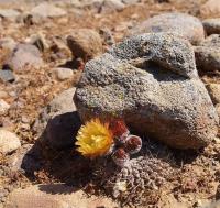 Horridocactus_heinrichiana_v._intermedia_GM_1133.1.jpg