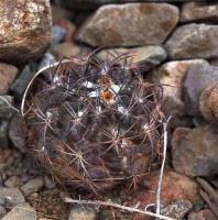 Horridocactus_heinrichianus_GM_1431.jpg
