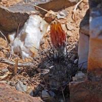 Horridocactus_heinrichianus_GM_1580.2.jpg