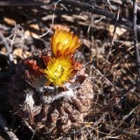Horridocactus_heinrichianus_GM_1583.2.jpg