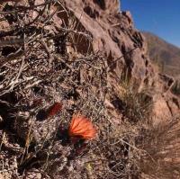 Horridocactus_heinrichianus_intermedius_GM_1587.jpg