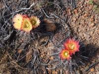 Horridocactus_heinrichianus_setosiflorus_GM_1602.jpg