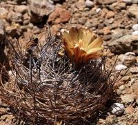 Horridocactus_kunzei_GM_1128.jpg