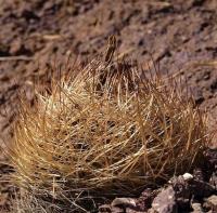 Horridocactus_kunzei_GM_1129.jpg