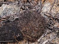 Horridocactus_kunzei_GM_1467.jpg