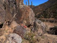 Horridocactus_kunzei_GM_1470.6.jpg