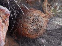 Horridocactus_kunzei_GM_1470.jpg