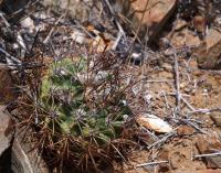 Horridocactus_kunzei_GM_1580.4.jpg