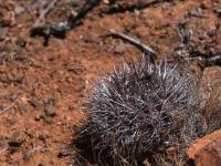 Horridocactus_kunzei_GM_1584.1.jpg
