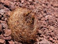 Horridocactus_kunzei_GM_1591.jpg
