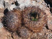 Horridocactus_kunzei_GM_1592.jpg