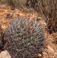 Horridocactus_limariensis_GM_1205.jpg