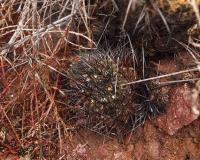 Horridocactus_limariensis_GM_1436.jpg