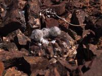 Horridocactus_occultus_GM_1448.jpg