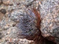 Horridocactus_paucicostatus_GM_1413.1.jpg