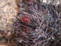 Horridocactus_paucicostatus_GM_1554.5.jpg