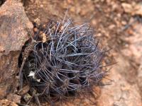 Horridocactus_paucicostatus_GM_1555.6.jpg