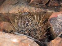 Horridocactus_paucicostatus_var._hankeanus_GM_1415.jpg
