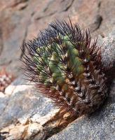 Horridocactus_paucicostatus_viridis_GM_1447.1.jpg