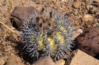 Horridocactus_simulans_GM_1143.jpg