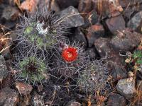 Horridocactus_simulans_GM_1476.jpg
