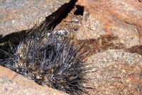 Horridocactus_taltalensis_GM_1168.8.jpg