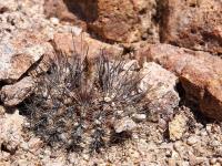 Horridocactus_taltalensis_GM_1452.jpg