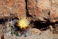 Horridocactus_taltalensis_ssp._paucicostata_GM_1177.jpg