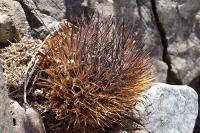 Horridocactus_taltalensis_ssp._paucicostata_hankeana_GM_1173.jpg