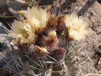 Horridocactus_taltalensis_ssp._paucicostata_viridis_GM_1180.jpg