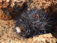 Horridocactus_taltalensis_ssp._pygmaea_GM_1564.jpg