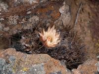 Horridocactus_taltalensis_v._pygmaea_GM_1157.jpg