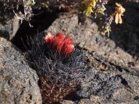 Horridocactus_totoralensis_GM_1570.jpg