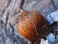 Horridocactus_transitensis_GM_1574.jpg
