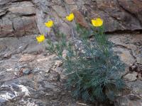 Hunnemannia_fumariifolia_GM_1610.13.jpg