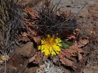 Hypochaeris_sessiliflora_GM_1388.3.jpg