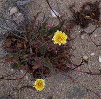 Hypochaeris_sp._GM_1150.3.jpg