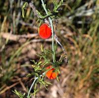 Ibervillea_tenuisecta_GM_1238.4.jpg