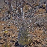 Idria_columnaris_GM_1301.8.jpg