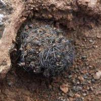 Islaya_Eriosyce_iquiquensis_GM_1403.4.jpg