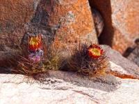 Islaya_iquiquensis_GM_1554.jpg