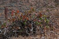 Jatropha_macrantha_GM_1384.jpg