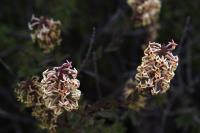 Junellia_arequipensis_GM_1387.3.jpg
