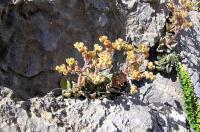 Lenophyllum_guttatum_GM_855.1.jpg