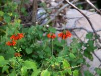Leonotis_nepetifolia_GM_1610.20.jpg