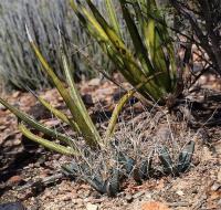 Leuchtenbergia_principis_GM_1233.4.jpg
