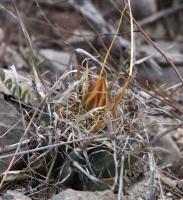 Leuchtenbergia_principis_GM_1532.2.jpg